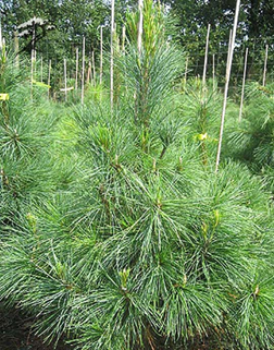 Сосна румелийская
Pinus peuce